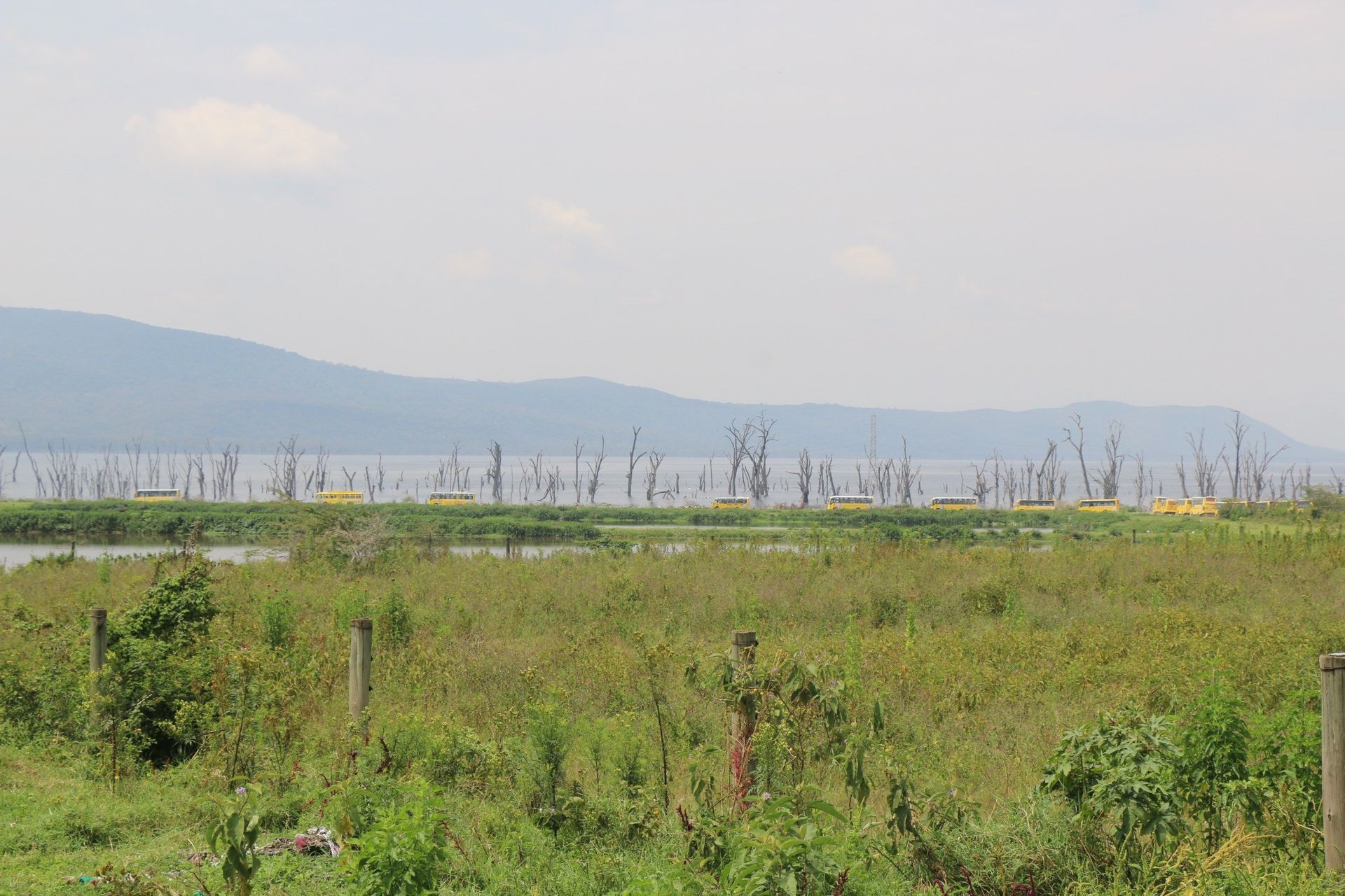 Buffalo escape incident spark fresh concerns over human-wildlife conflict in Barut