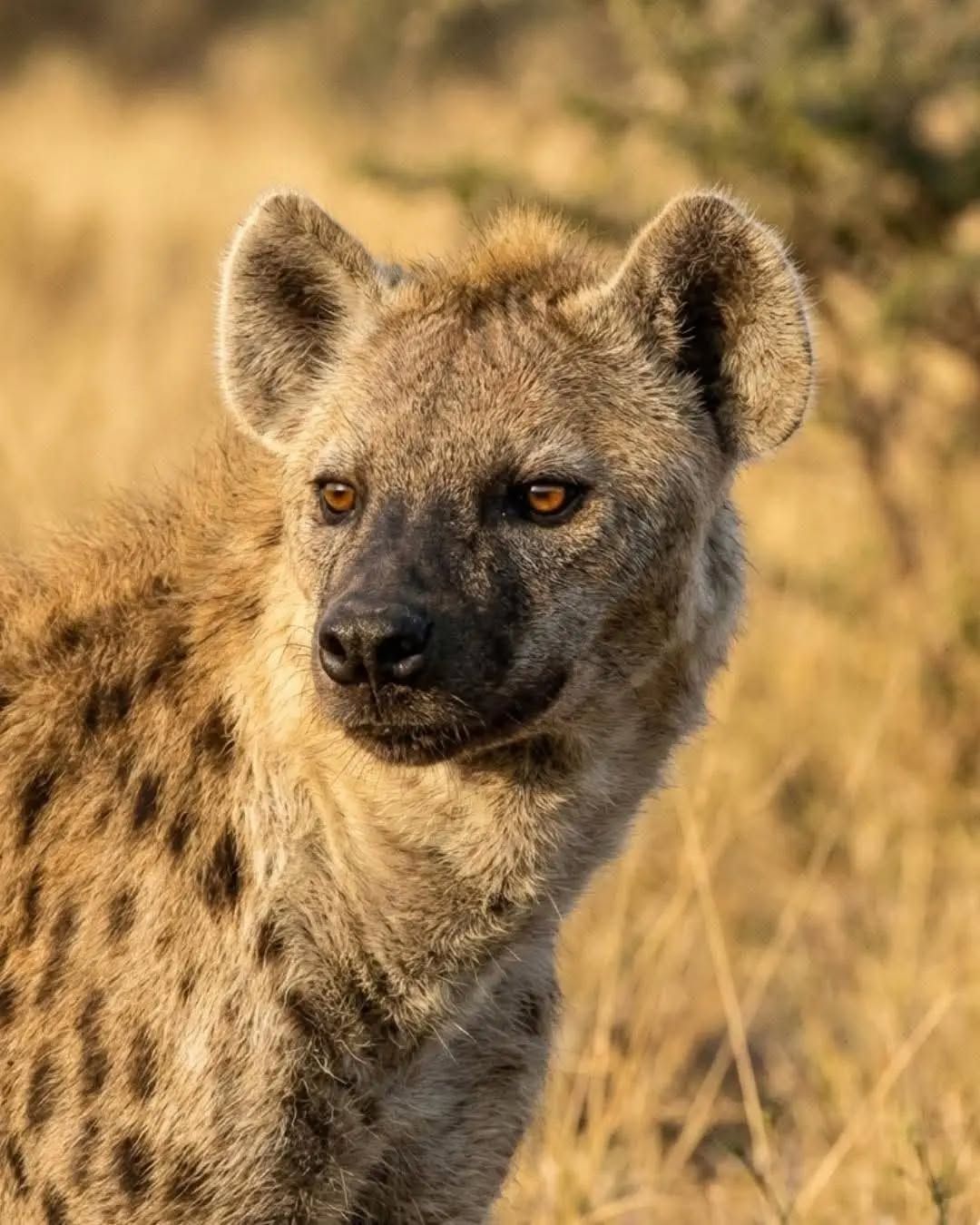 Health alert: Free area youth risk contracting rabies after feasting on hyena meat
