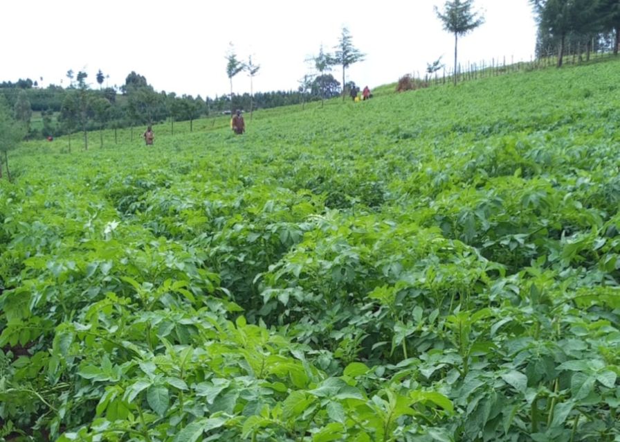 How training on sustainable farming changed fortunes for indigenous vegetable farmers in Kuresoi