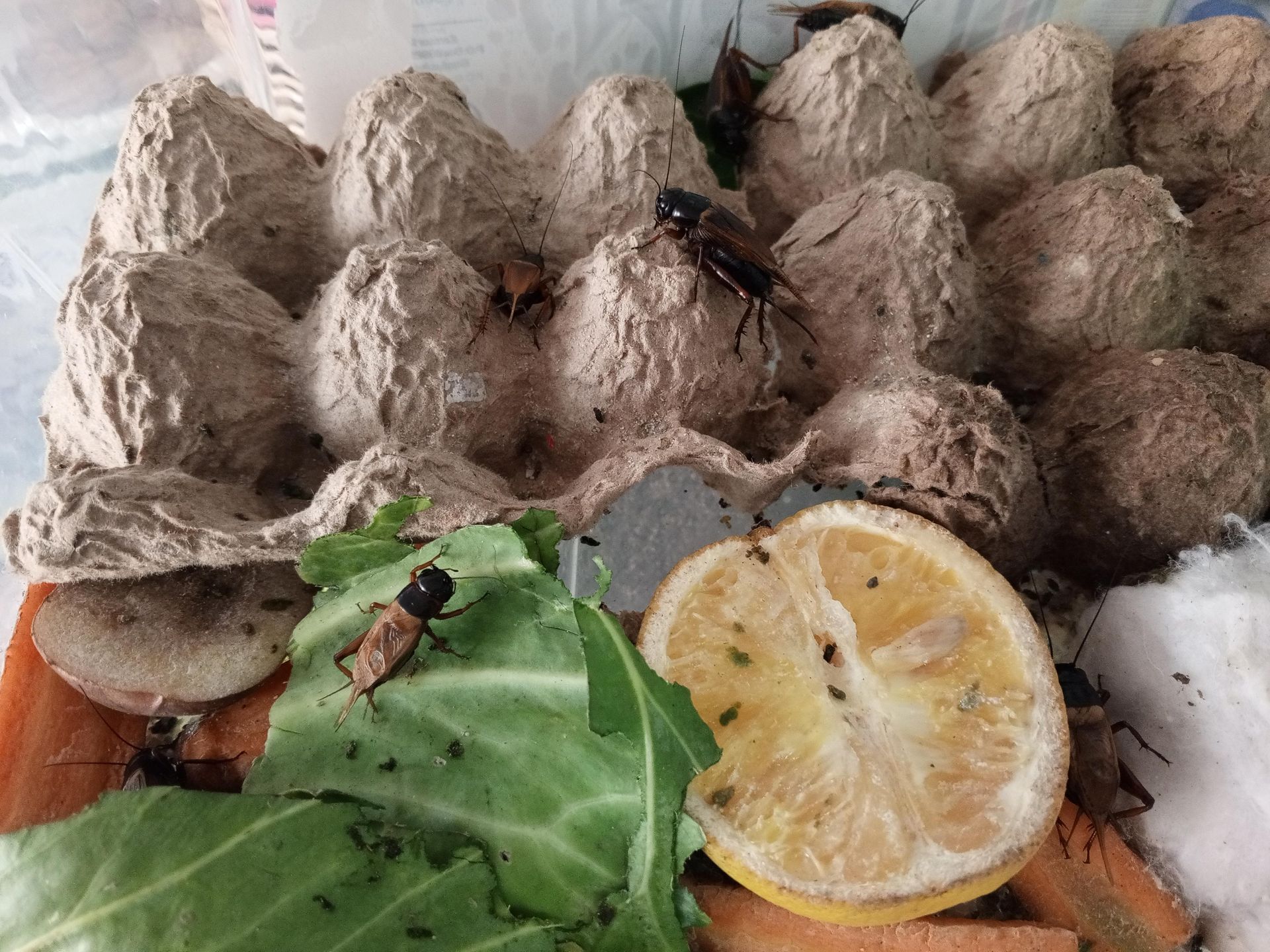 Innovation: Young farmers in Rongai venture into cricket farming