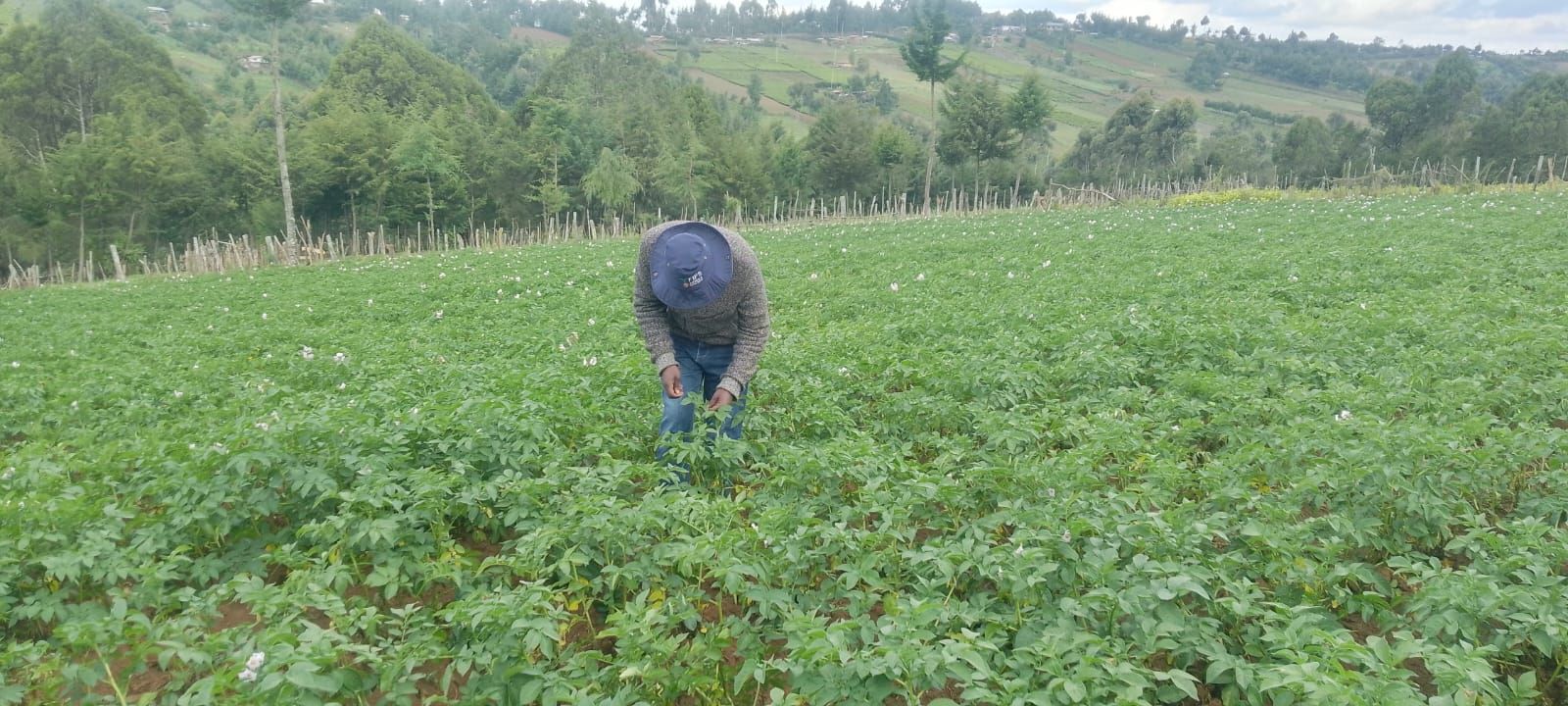 Smart farming: Bahati, Nessuit farmers using digital app to enhance crop development