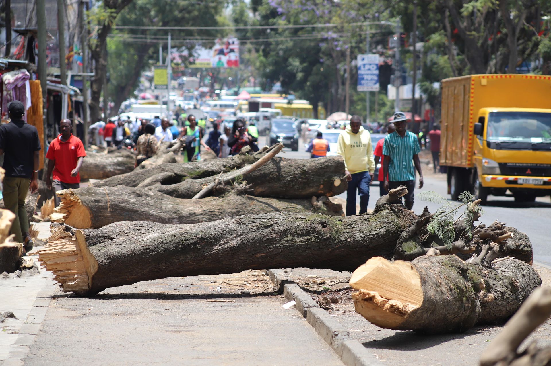 Uproar over felling of Jacaranda trees along Oginga Odinga road as expansion work begins