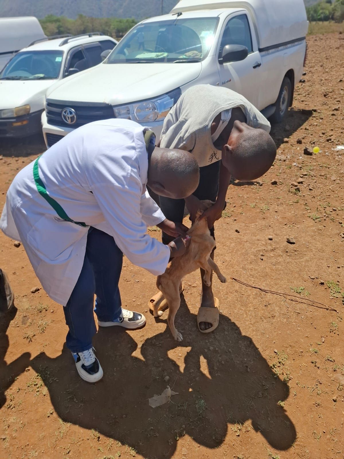 231 dogs vaccinated against rabies in Rongai as veterinaries call for responsible dog ownership